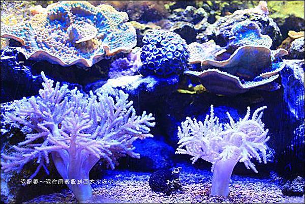 屏東農科亞太水族中心09.jpg