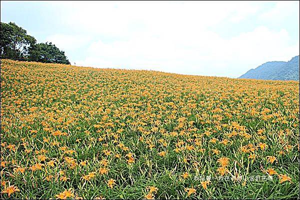 赤柯山金針花海15.jpg