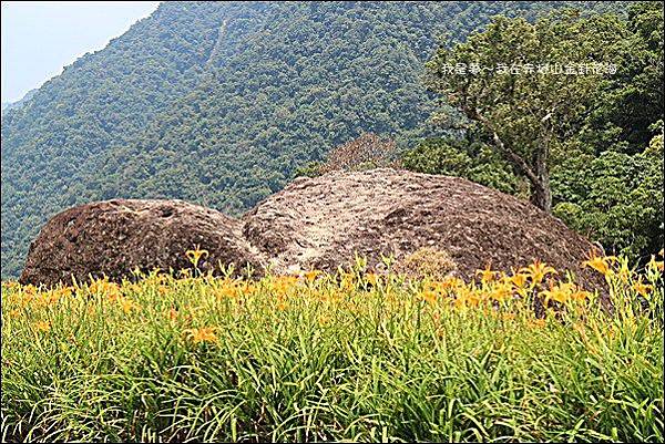 赤柯山金針花海18.jpg