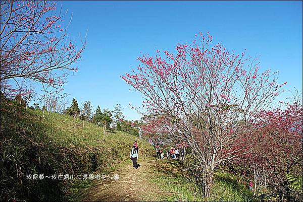 六龜寶山二集團櫻花公園12.jpg