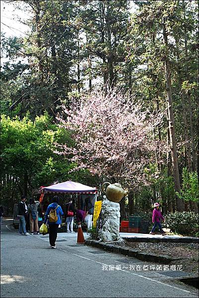 草坪頭櫻花41.jpg