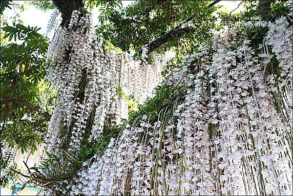 白河赤中寺石斛蘭15.jpg