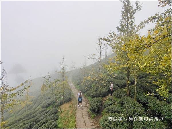 武岫農場+銀杏森林40.jpg