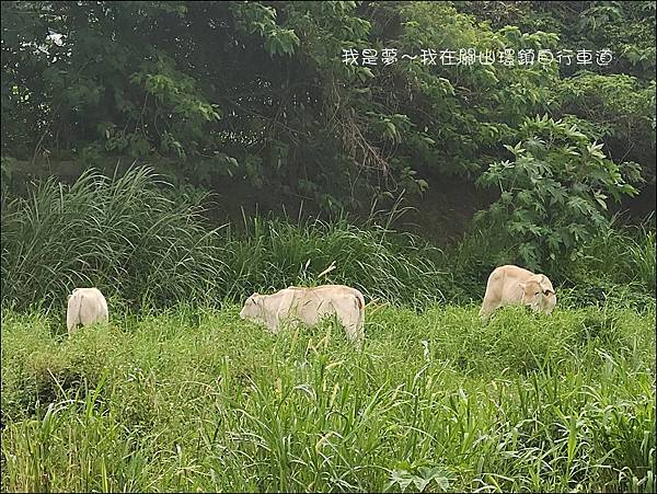 關山環鎮自行車道12.jpg