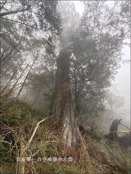 棲蘭神木園60.jpg