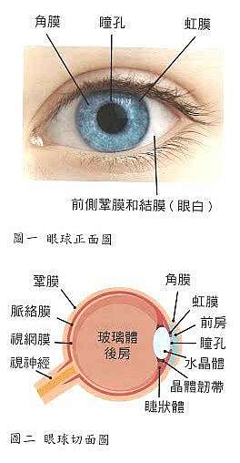 甜甜需知 眼睛的結構和機能 2020年no2 財團法人糖尿病關懷基金會 痞客邦
