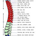 th (24)