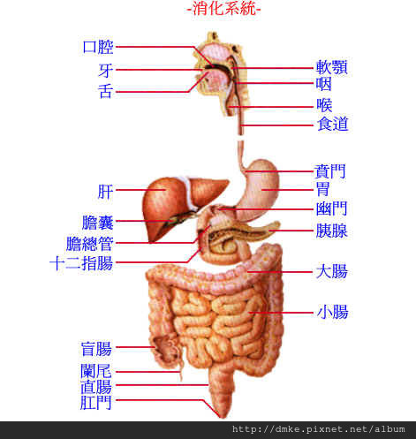 gastrointestinal tract01