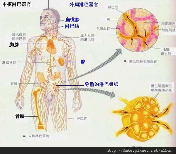 immune-organ