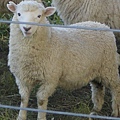 1_cute_sheep-2