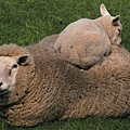 s-Sheep2