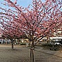 135px-Hachisuka-sakura.jpg