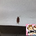 耳朵內的活蟲 live bug in ear