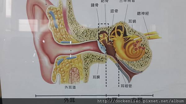 ear anatomy 耳朵: 何謂外耳、中耳、內耳