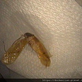 耳朵裡的蟑螂 cockroach in ear canal ear foreign body