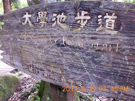溪頭大學池 溪頭大學池