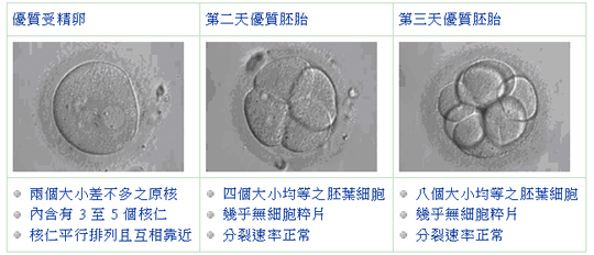 卵細胞 分裂 受精