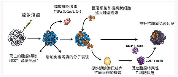 放射治療可促進免疫系統的作用.jpg 放射治療可促進免疫系統的作用.jpg