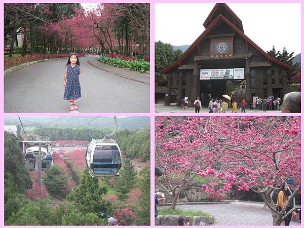 cherry blossom-01 cherry blossom-01