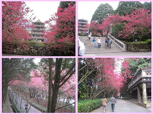 cherry blossom-09