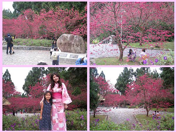 cherry blossom-14