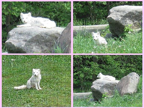 parc omega-17