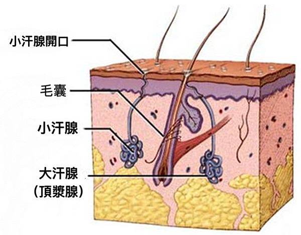 汗腺.jpg