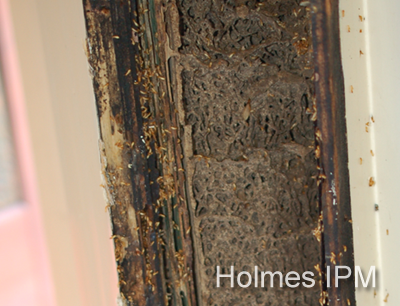 Holmes_153.png Holmes_153.png
