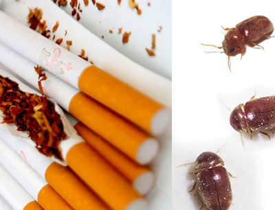 導致食品發霉的煙甲蟲