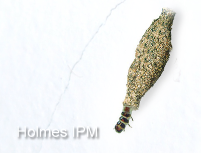 一種會咬衣服的蟲，牠叫「衣蛾」