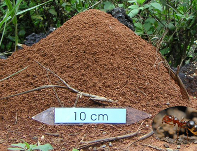 紅火蟻大軍可能已進入庭院了 福爾摩斯病蟲害防治 痞客邦 紅火蟻大軍可能已進入庭院了 福爾摩斯病蟲害防治 痞客邦