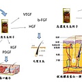 生長因子