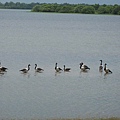 Kakadu032.JPG