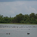 Kakadu033.JPG