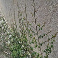 沿牆壁生長的植物