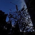 天祥郵局 山櫻花 背光
