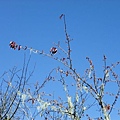 DSCF3137.JPG