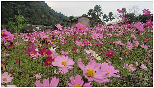 花海4.jpg