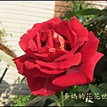 玫瑰3.jpg