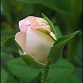 玫瑰8.jpg
