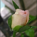 玫瑰10.jpg