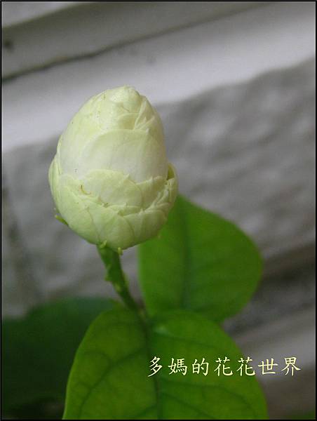 茉莉花8.jpg