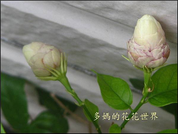 茉莉花9.jpg