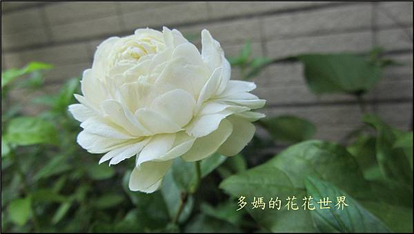 茉莉花19.jpg