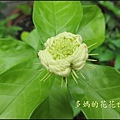 茉莉花22.jpg