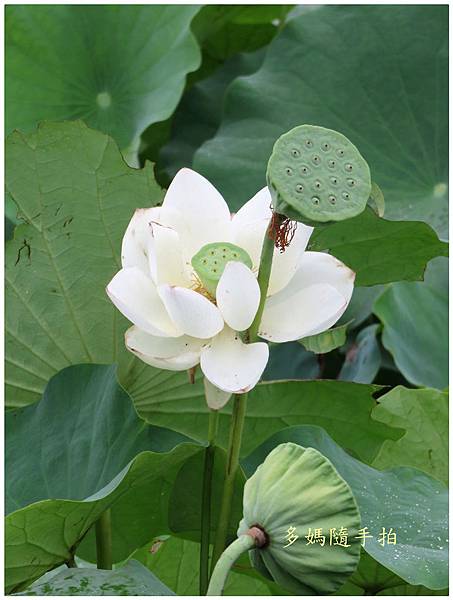 白荷3.jpg 白荷3.jpg