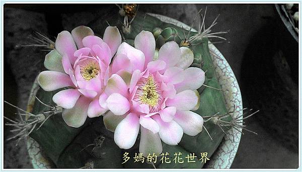 仙人掌花6.jpg 仙人掌花6.jpg