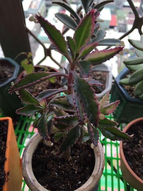 植物園地 多肉植物 不死鳥 小豆食堂 痞客邦