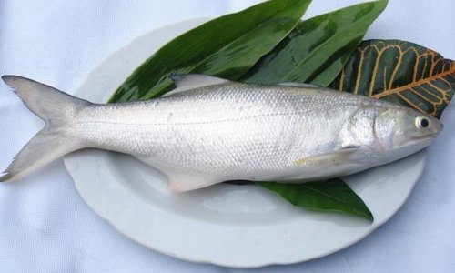 鯃魚(養殖)