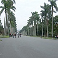 03台大最著名的景點之一就是椰林大道.jpg